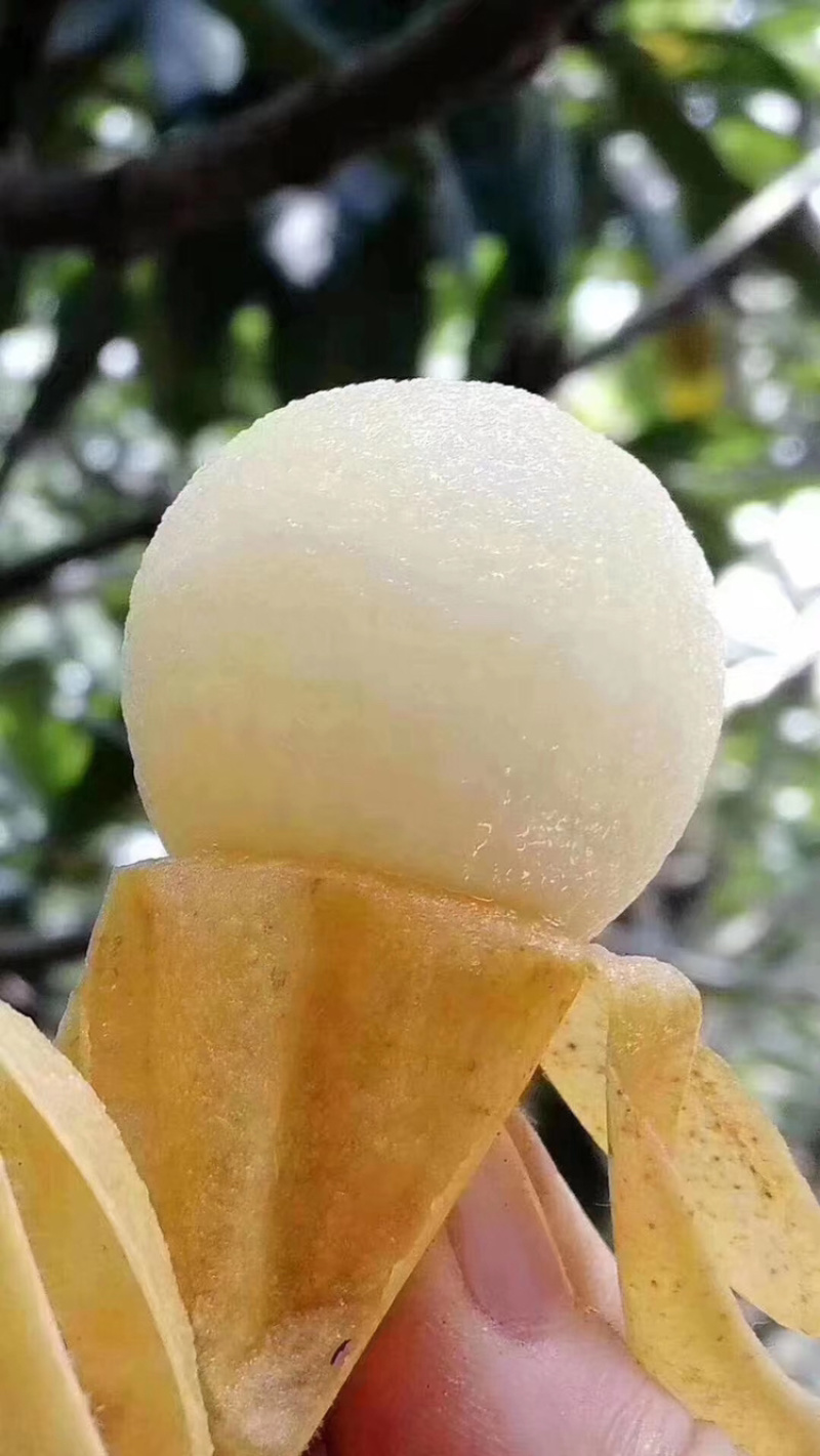 白玉枇杷，红中枇杷，白沙枇杷，都是自己种的