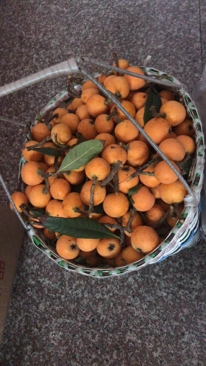 白玉枇杷，红中枇杷，白沙枇杷，都是自己种的