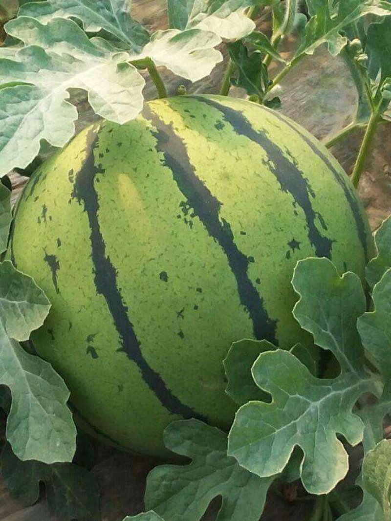 万亩大鹏甜王西瓜京欣，【包熟包甜】产地大降价，皮薄头岔