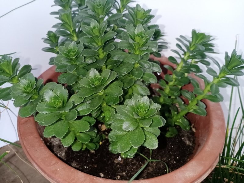 景三七