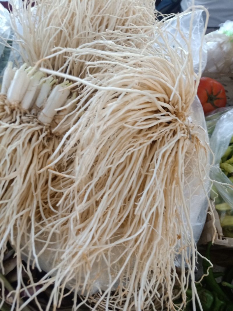 云南普洱韭菜根也叫苤菜根_水洗_炒肉_腌制都行