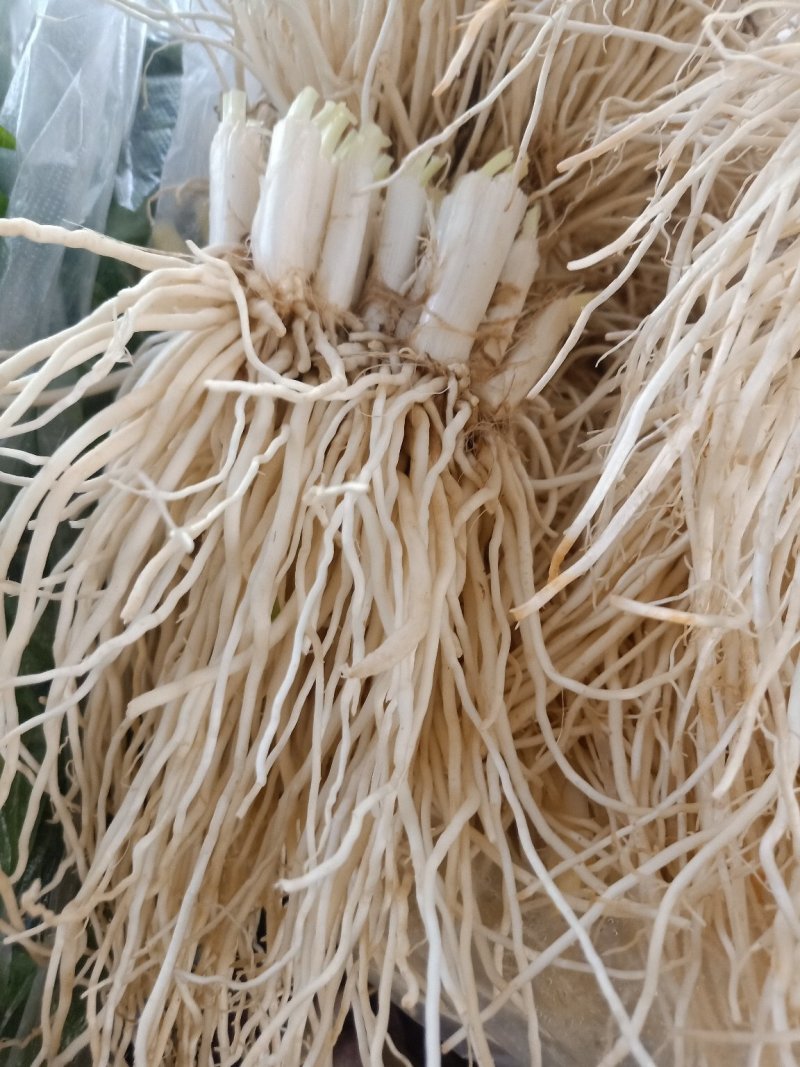 云南普洱韭菜根也叫苤菜根_水洗_炒肉_腌制都行