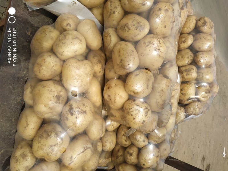 新野精品土豆已经大量上市了，欢迎实地考察。