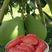 泰国红宝石青柚苗，自家农场基地直供