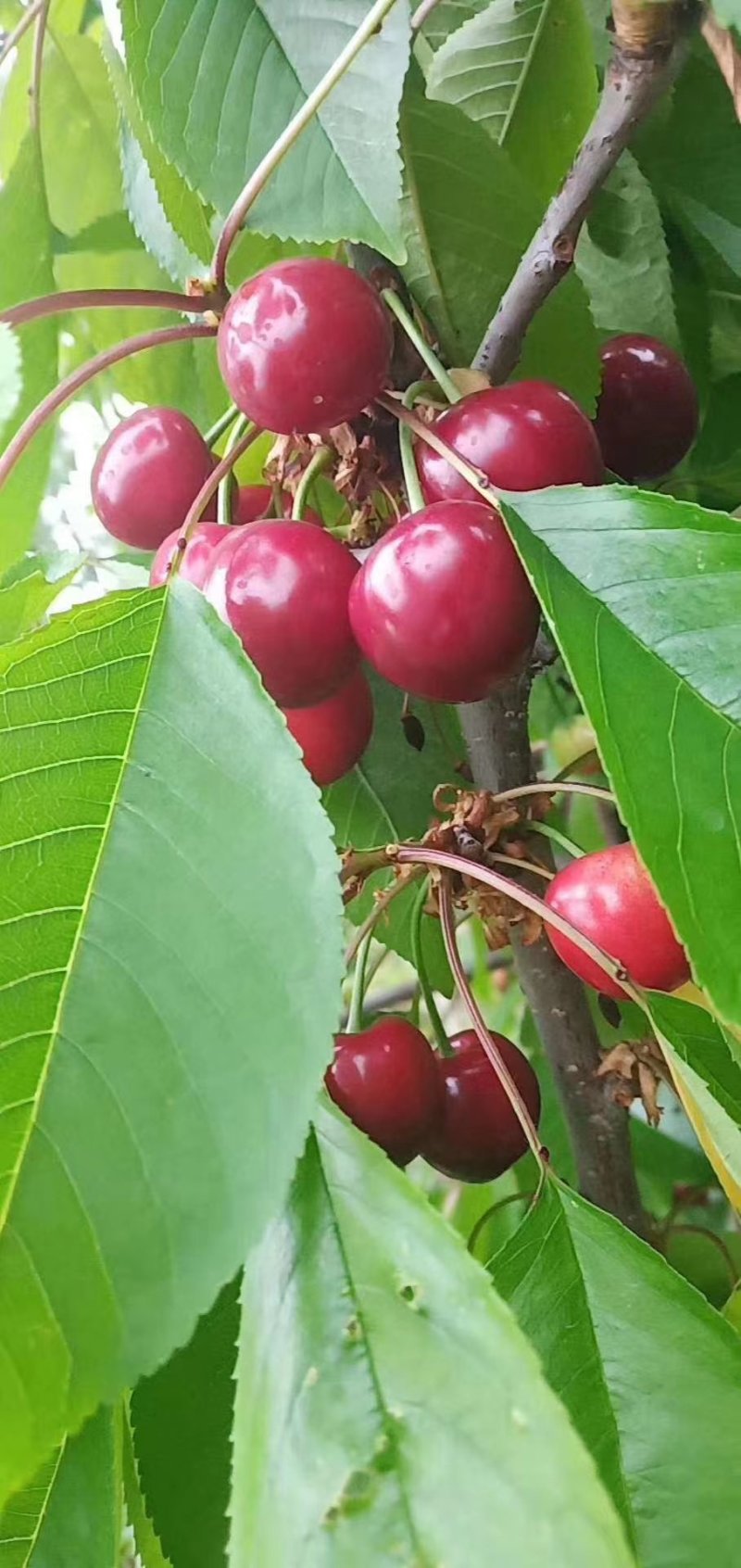 沂蒙山樱桃