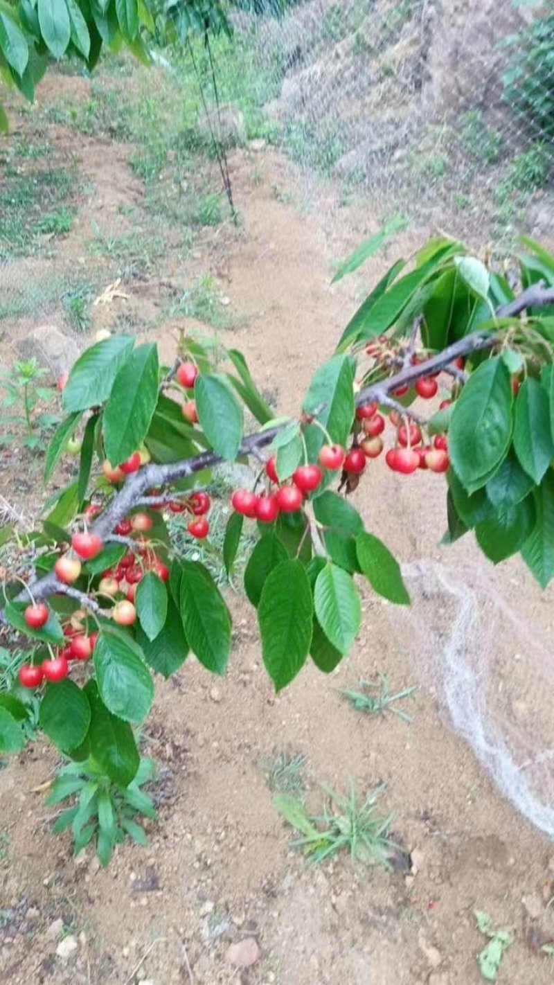 沂蒙山樱桃