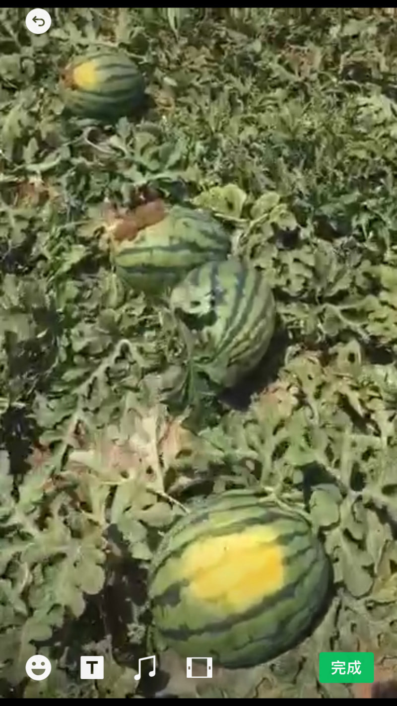 阎良甜王直播精品