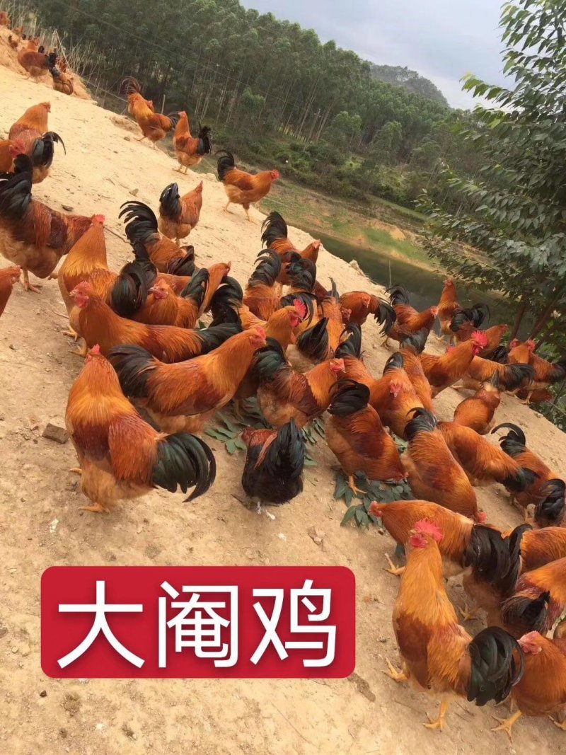三黄鸡，公鸡，阉鸡麻鸡胡须鸡