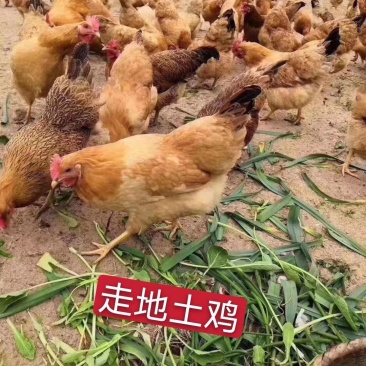 三黄鸡，公鸡，阉鸡麻鸡胡须鸡