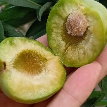 青脆李子，脱骨李，青脆李，市场，商超，一件代发电商供应链
