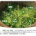 莓茶