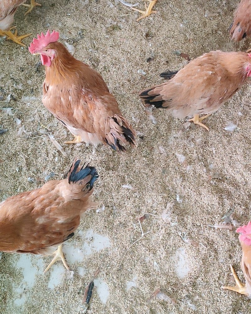 三黄鸡，公鸡，阉鸡麻鸡胡须鸡