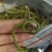 化石草肾精草正品野生化石草批发品质保证