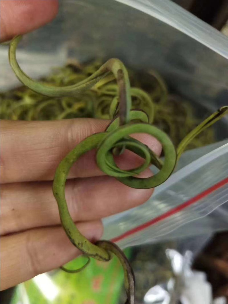 化石草肾精草正品野生化石草批发品质保证