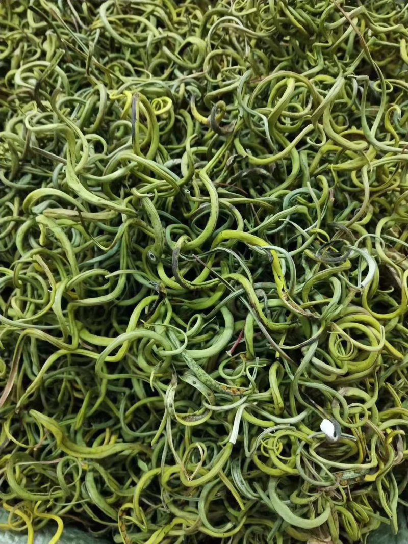 化石草肾精草正品野生化石草批发品质保证