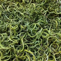 化石草肾精草正品野生化石草批发品质保证