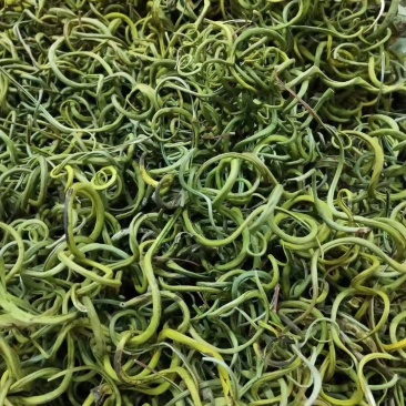 化石草肾精草正品野生化石草批发品质保证