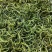 化石草肾精草正品野生化石草批发品质保证