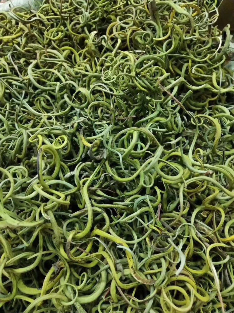 化石草肾精草正品野生化石草批发品质保证