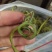 化石草肾精草正品野生化石草批发品质保证