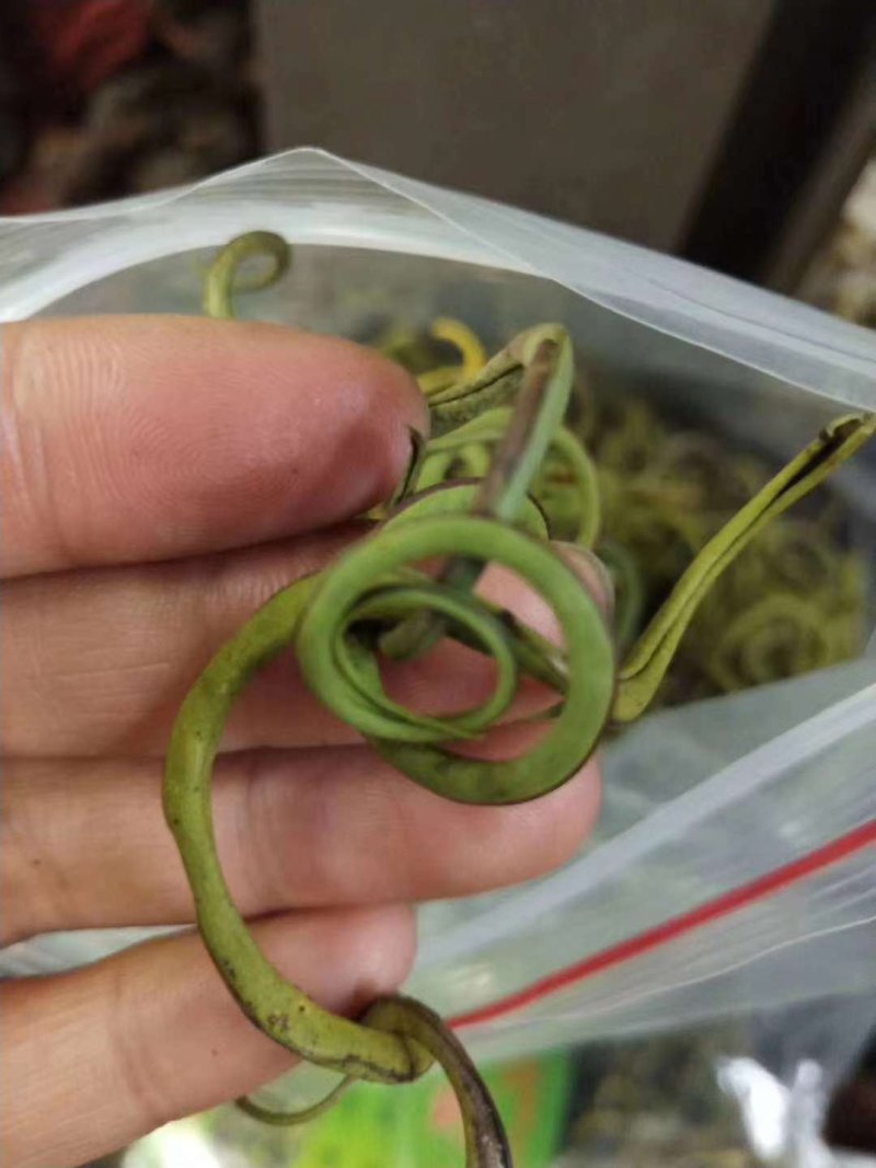 化石草肾精草正品野生化石草批发品质保证