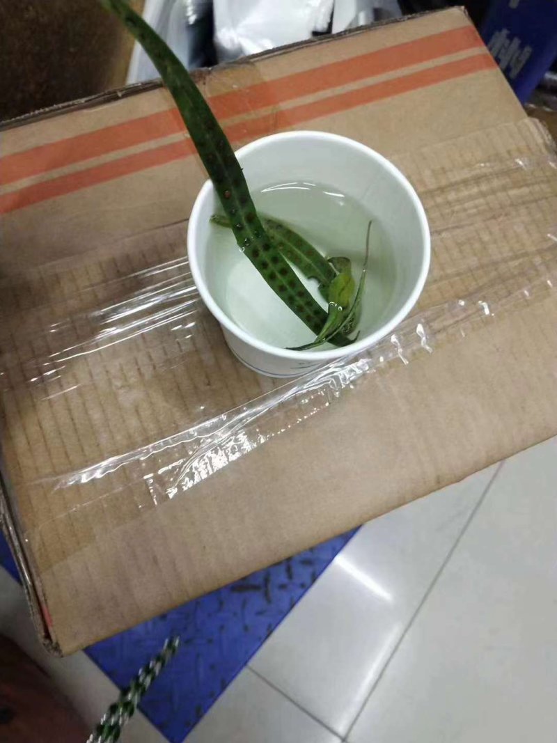化石草肾精草正品野生化石草批发品质保证