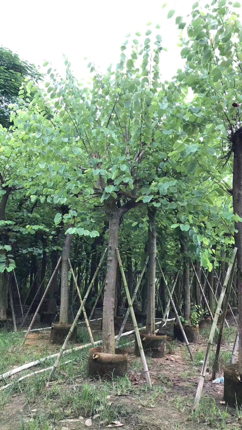 大量现货宫粉紫荆出售，各种规格胸径5-30公分