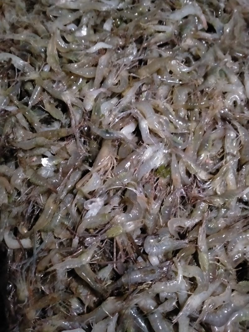 虾