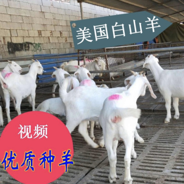 美国大白山羊，长势快繁殖力强，包成活包配送包回收。