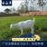 美国大白山羊，长势快繁殖力强，包成活包配送包回收。