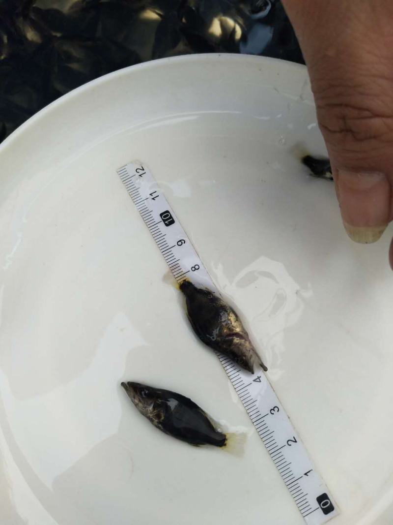 鲜活桂鱼苗批发鱖鱼苗桂鱼肉食性淡水养殖桂花