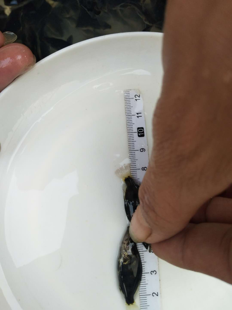 鲜活桂鱼苗批发鱖鱼苗桂鱼肉食性淡水养殖桂花