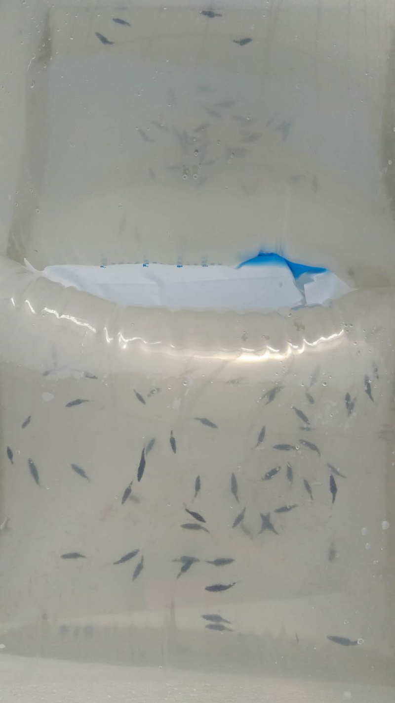 鲜活桂鱼苗批发鱖鱼苗桂鱼肉食性淡水养殖桂花