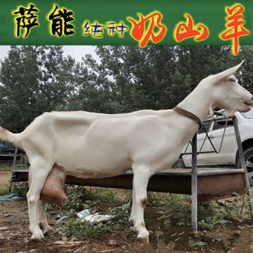 萨能奶山羊，产奶量高繁殖力强包成活包配送支持货到付款。