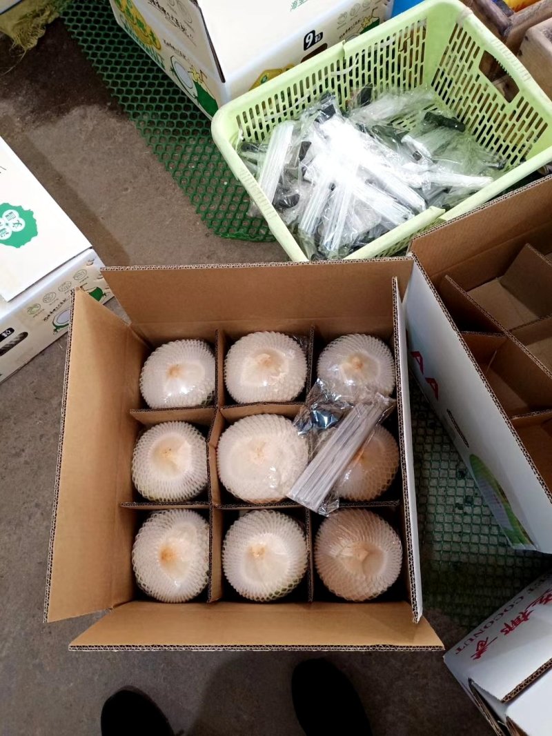 长期供应海南椰青