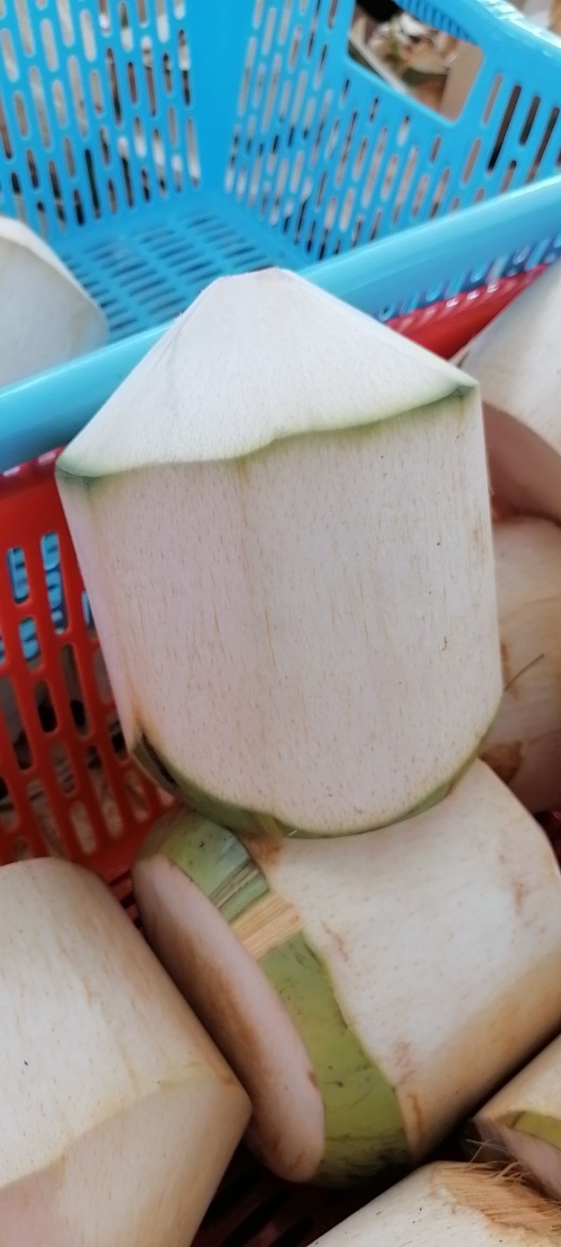 长期供应海南椰青