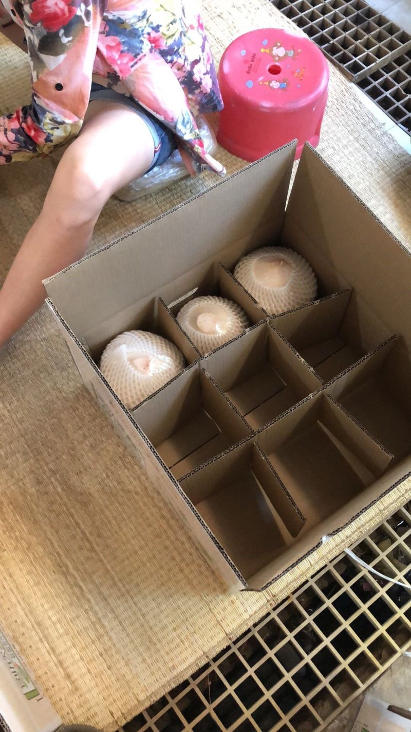 长期供应海南椰青