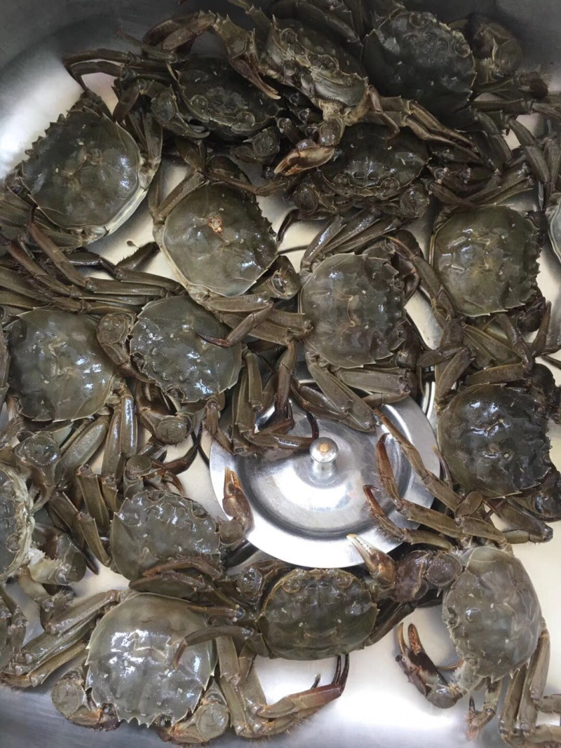 六月黄童子蟹夏天的美味，童子蟹乃精心挑选，体格肥壮