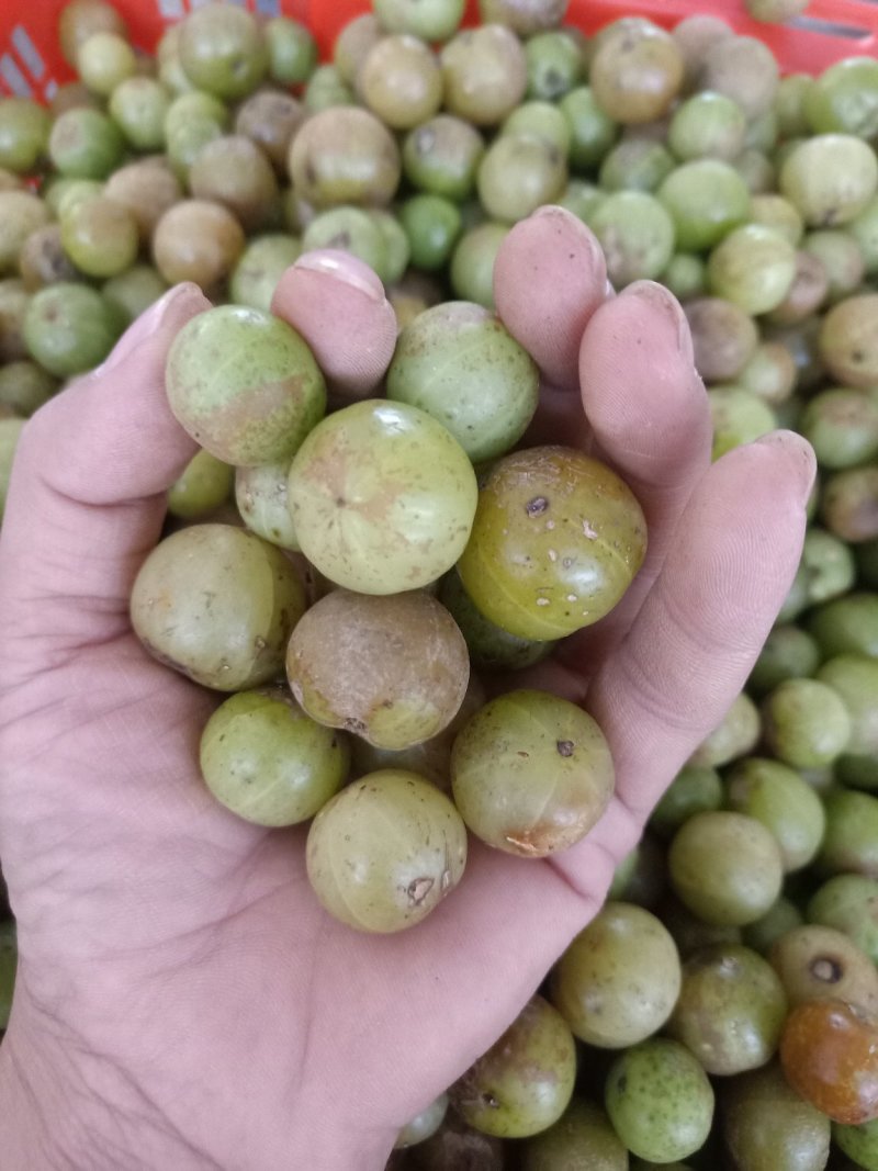 云南普洱野生牛柑果_橄榄果