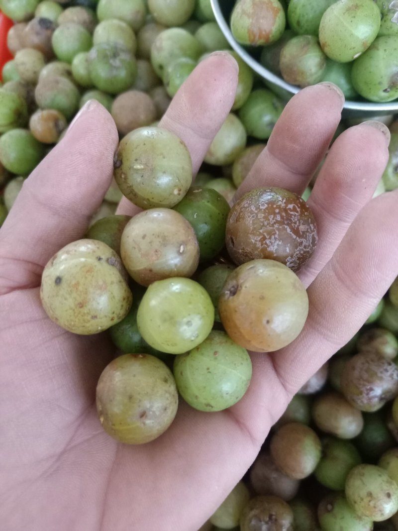 云南普洱野生牛柑果_橄榄果