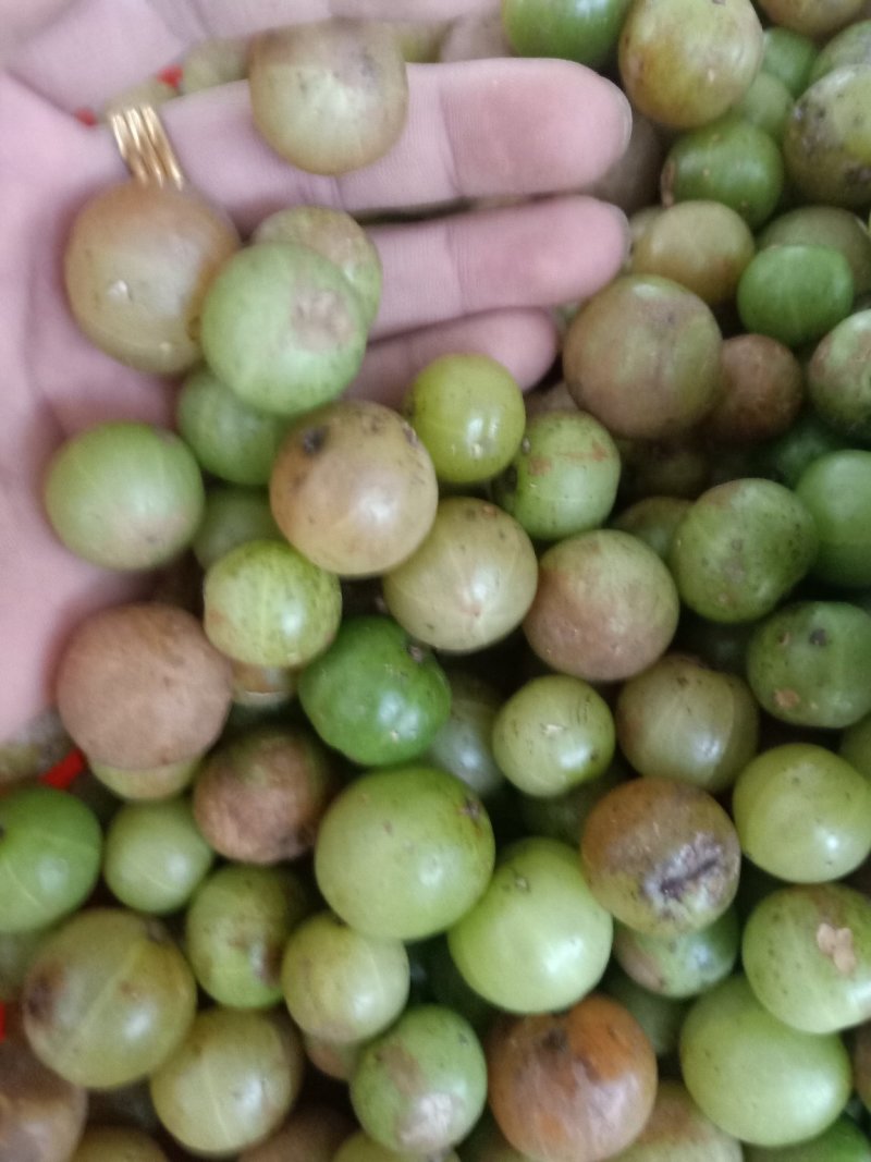 云南普洱野生牛柑果_橄榄果