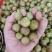 云南普洱野生牛柑果_橄榄果