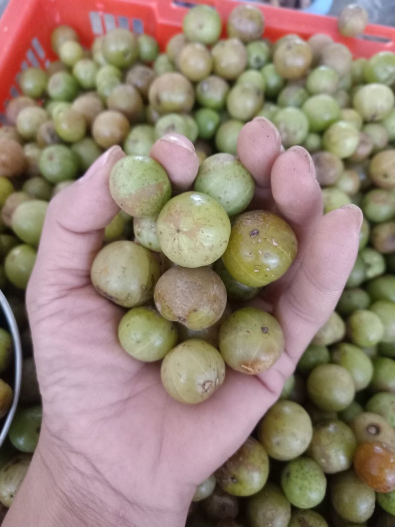 云南普洱野生牛柑果_橄榄果