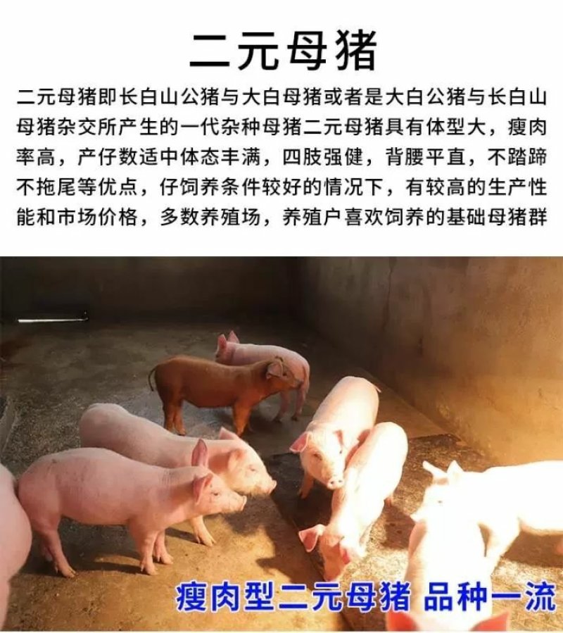 出售猪仔活体，长白太湖杜洛克二元三元等品种