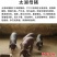 出售猪仔活体，长白太湖杜洛克二元三元等品种