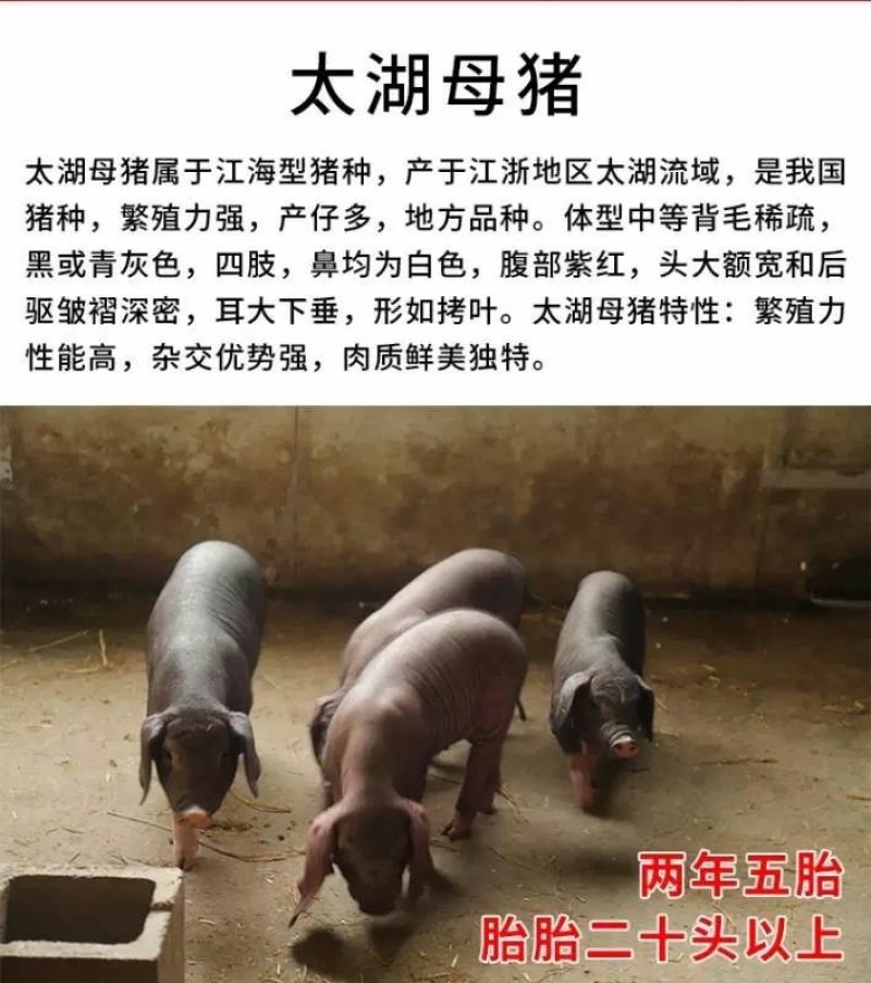 出售猪仔活体，长白太湖杜洛克二元三元等品种