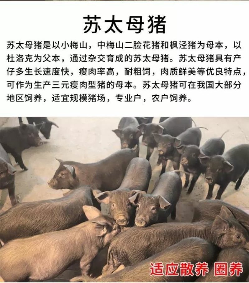 出售猪仔活体，长白太湖杜洛克二元三元等品种