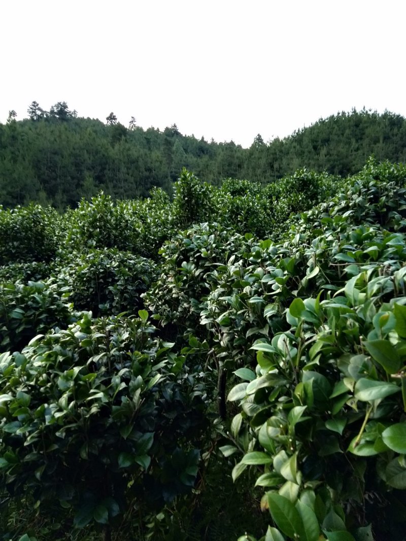 整片基地出售，家里有事要用钱，就是八月桂，和茶花，