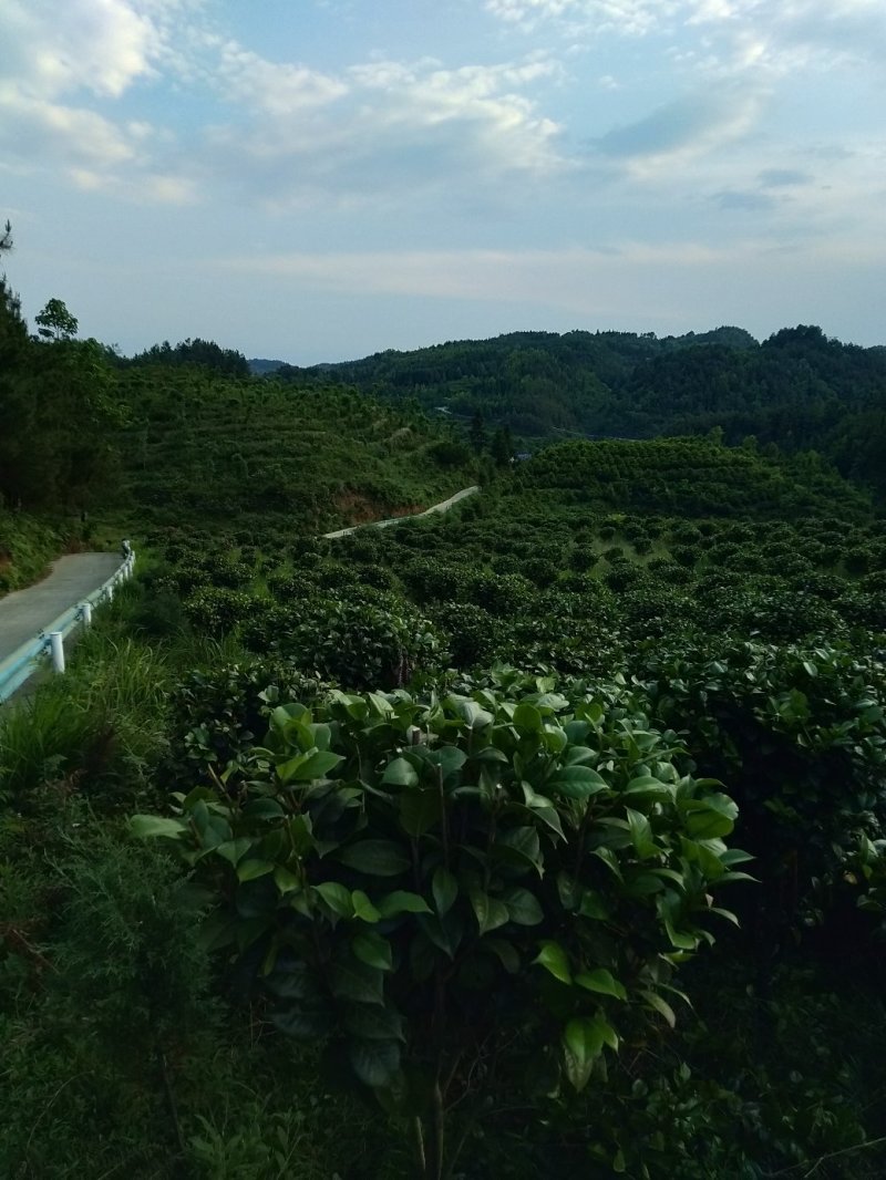 整片基地出售，家里有事要用钱，就是八月桂，和茶花，