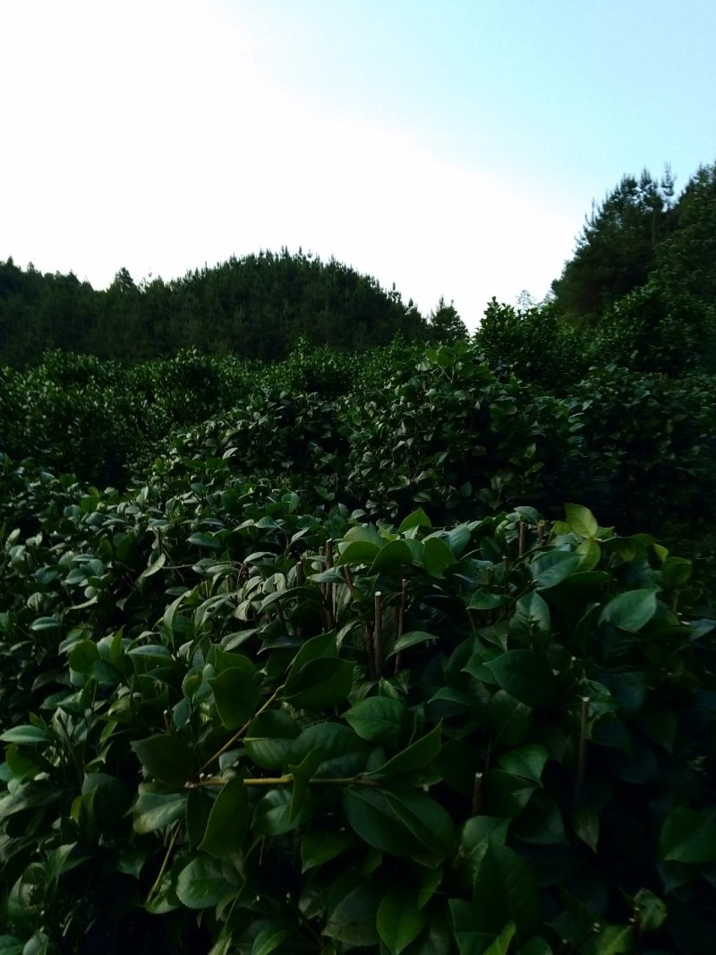 整片基地出售，家里有事要用钱，就是八月桂，和茶花，